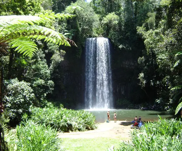 Millaa Millaa Waterfall and surrounding trees