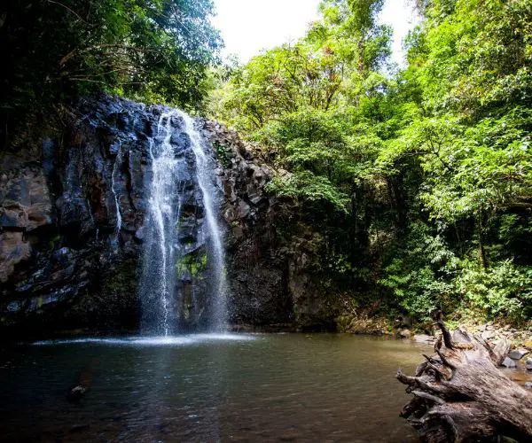 Millaa Milaa Waterfall